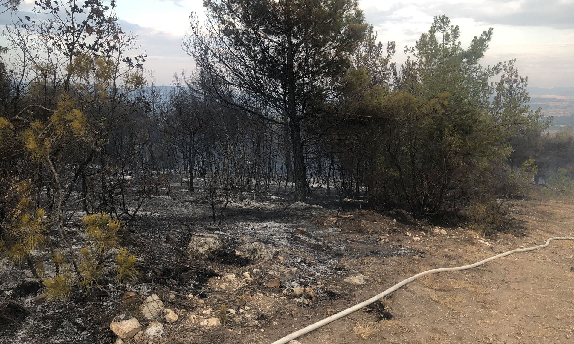 Samsun'da orman yangını! 50 dönüm alan zarar gördü Samsun'da orman yangını! 50 dönüm alan zarar gördü - 2. Resim