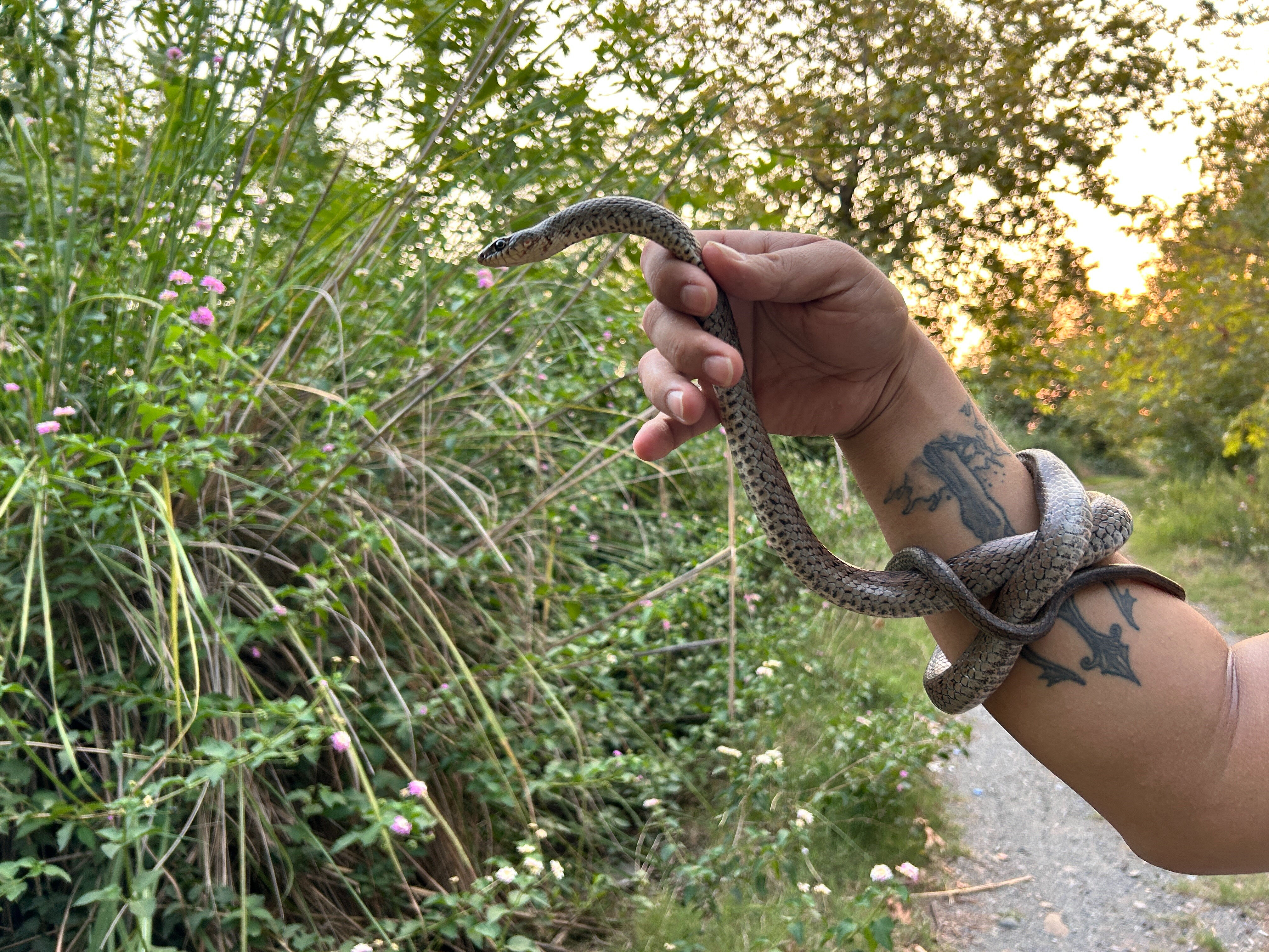 Yer Hatay! Yılanları yakalayan Kemal cesaretiyle şoke etti - 1. Resim