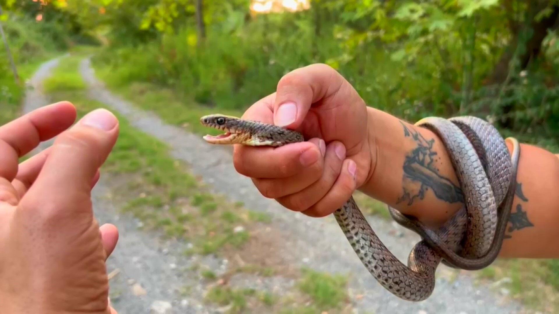 Yer Hatay! Yılanları yakalayan Kemal cesaretiyle şoke etti - 4. Resim