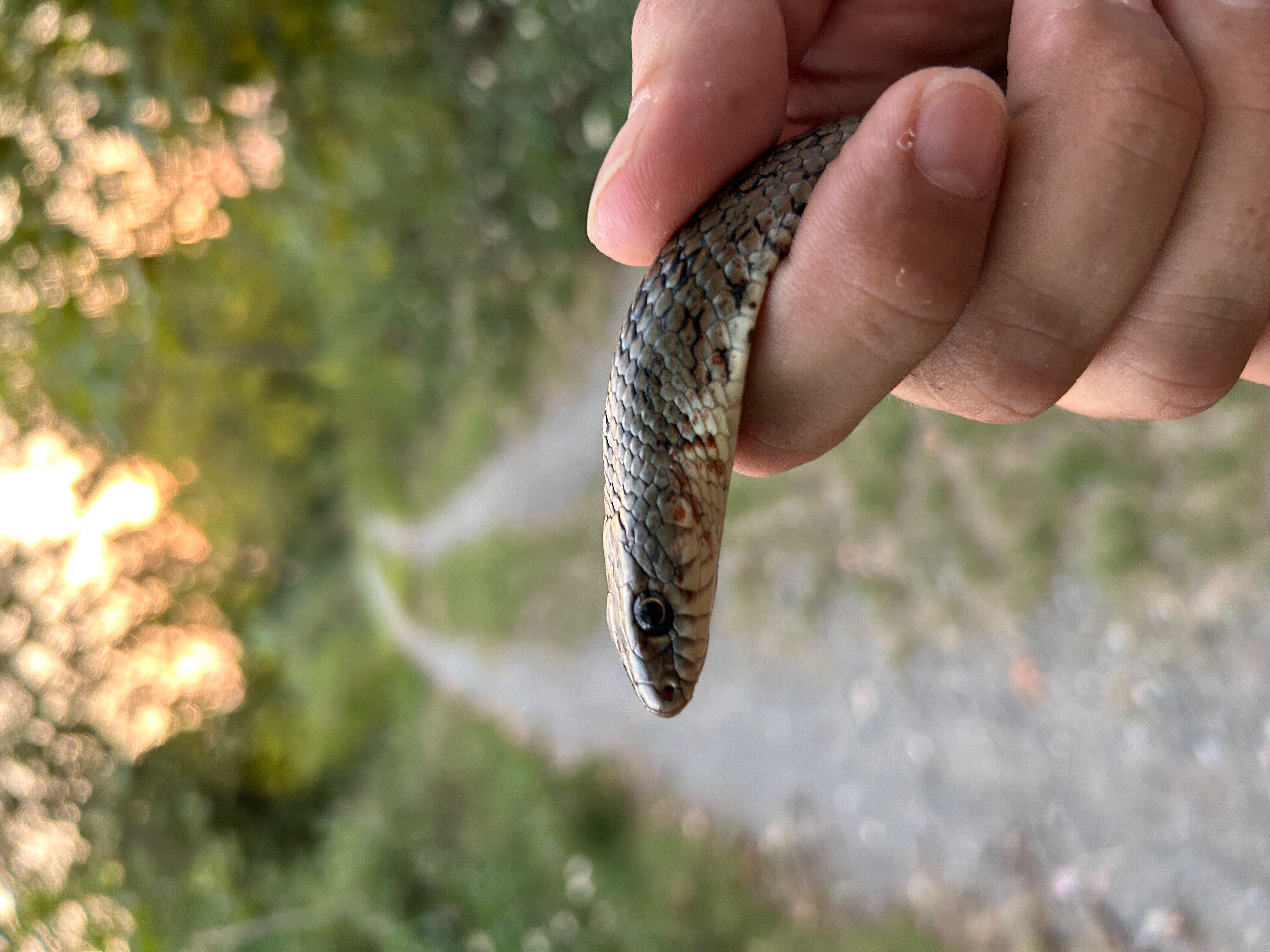 Yer Hatay! Yılanları yakalayan Kemal cesaretiyle şoke etti - 2. Resim