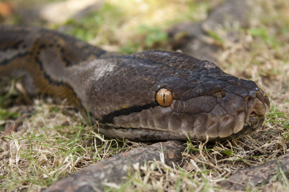Dünyanın en uzun Ağlı Piton yılanı yakalandı! Görenler şaşkına döndü - 1. Resim