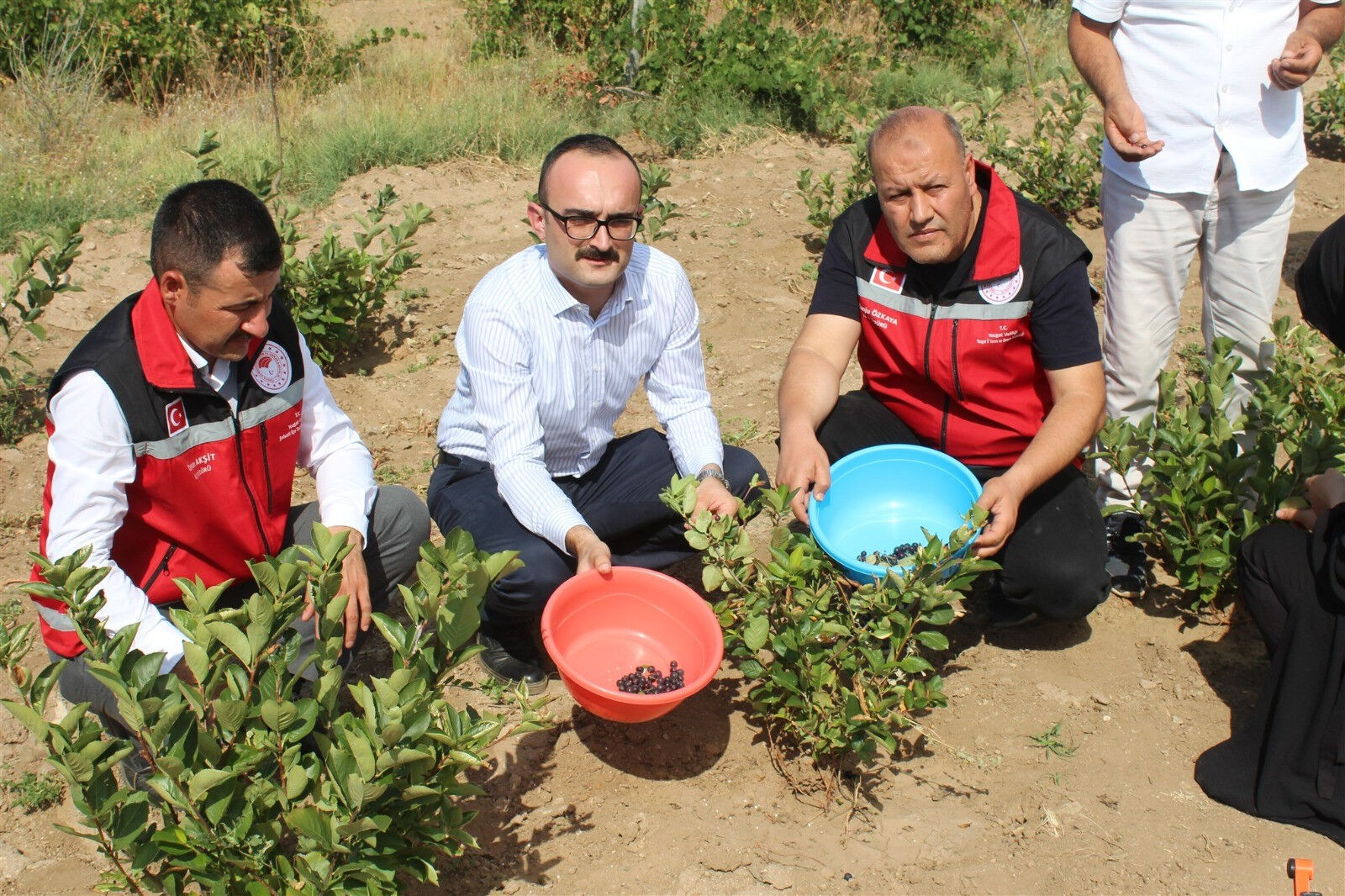 Fabrikasını kapatıp memleketine dönmüştü Aronya talebi patladı! İlk hasat gerçekleşti... - 3. Resim
