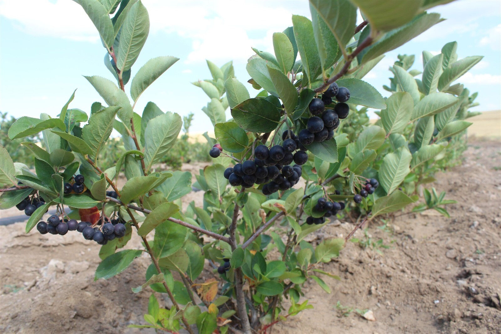 Fabrikasını kapatıp memleketine dönmüştü Aronya talebi patladı! İlk hasat gerçekleşti... - 1. Resim