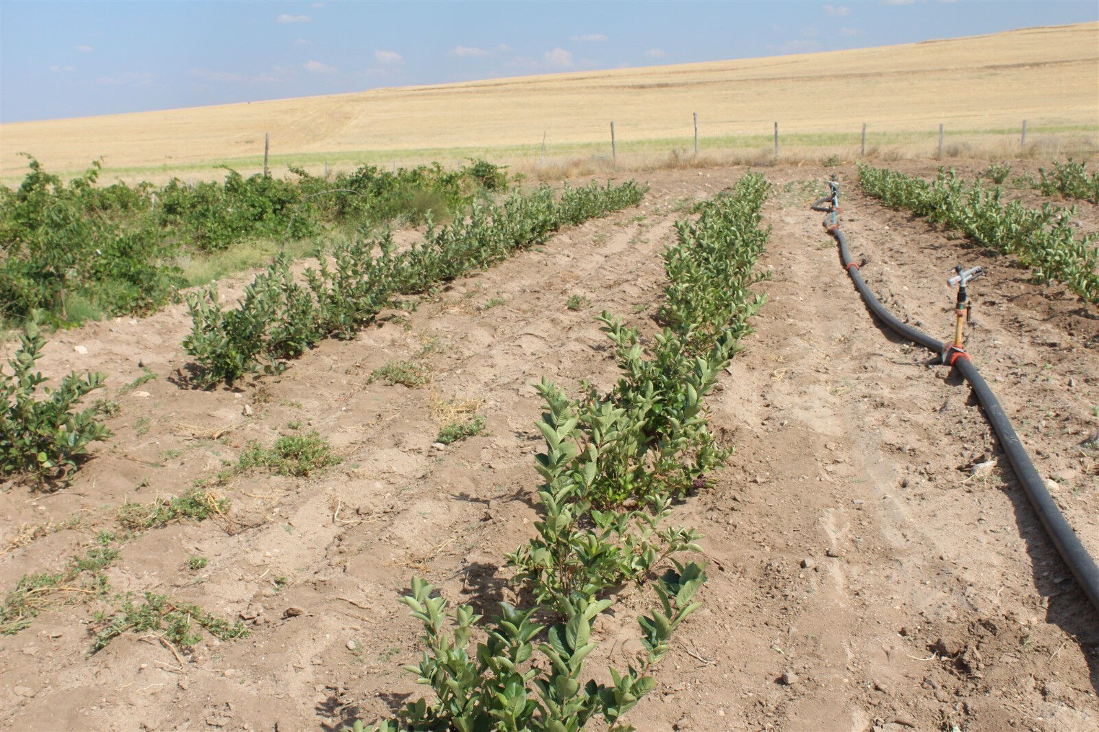 Fabrikasını kapatıp memleketine dönmüştü Aronya talebi patladı! İlk hasat gerçekleşti... - 2. Resim