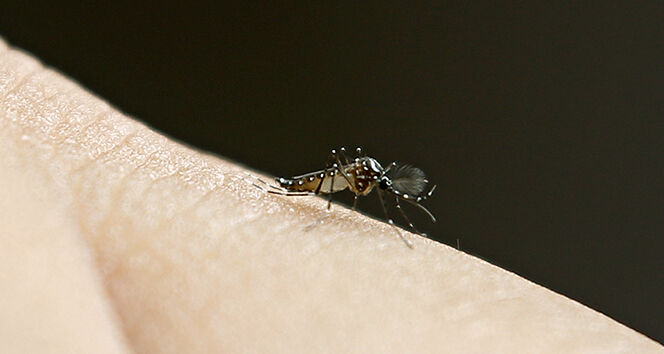 ABD'de yeni virüs alarmı! Sivrisinekten insana bulaşıyor, yakalananların yüzde 30'u ölüyor - 1. Resim
