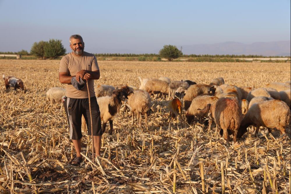 Çobansız kalan üretici ne yapacağını bilemedi, kendiyle çelişti: Hem 'çekilecek iş değil', hem de 'çocuk işi' dedi - 4. Resim