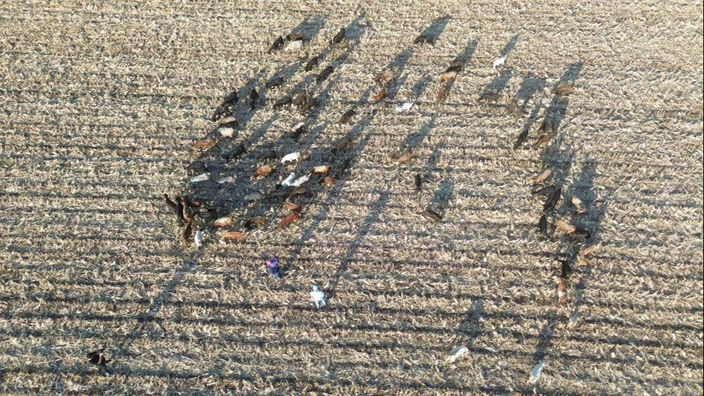 Çobansız kalan üretici ne yapacağını bilemedi, kendiyle çelişti: Hem 'çekilecek iş değil', hem de 'çocuk işi' dedi - 3. Resim