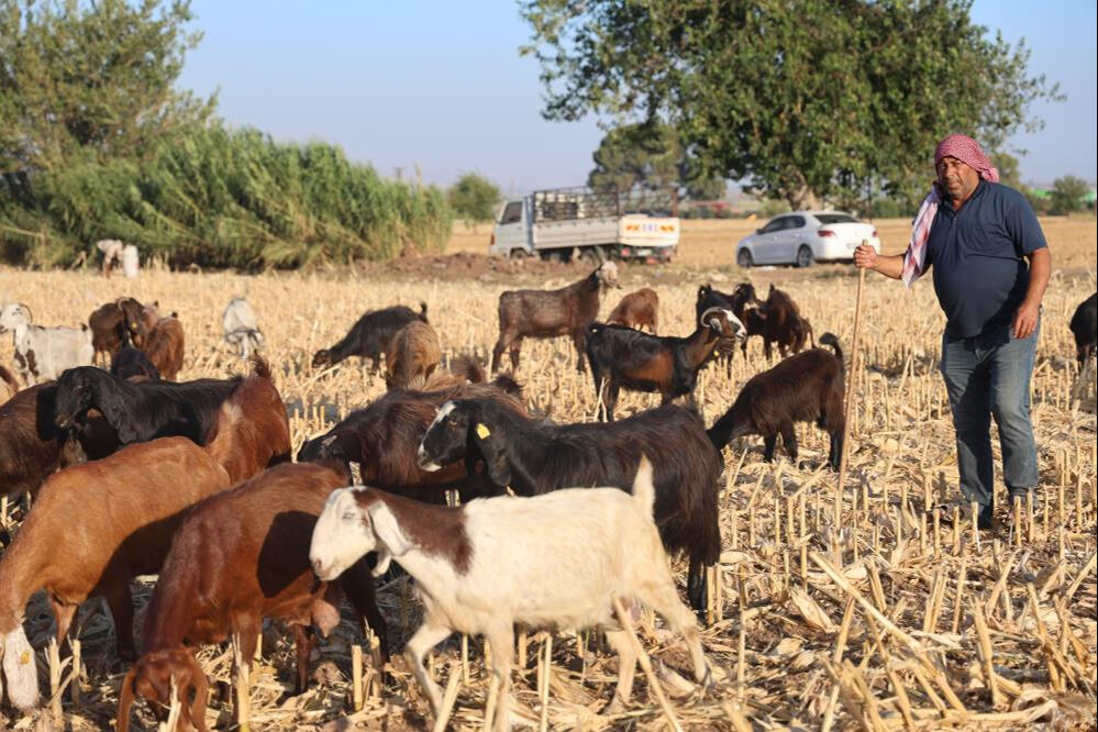 Çobansız kalan üretici ne yapacağını bilemedi, kendiyle çelişti: Hem 'çekilecek iş değil', hem de 'çocuk işi' dedi - 2. Resim