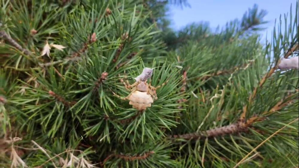 Dünyanın en zehirli örümcekleri arasında... Tokat'ta görüldü - 1. Resim