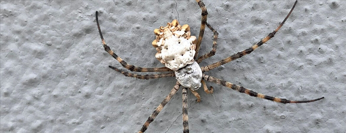 Dünyanın en zehirli örümcekleri arasında... Tokat'ta görüldü - 3. Resim