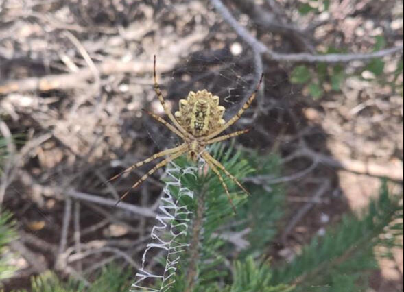 Dünyanın en zehirli örümcekleri arasında... Tokat'ta görüldü - 2. Resim