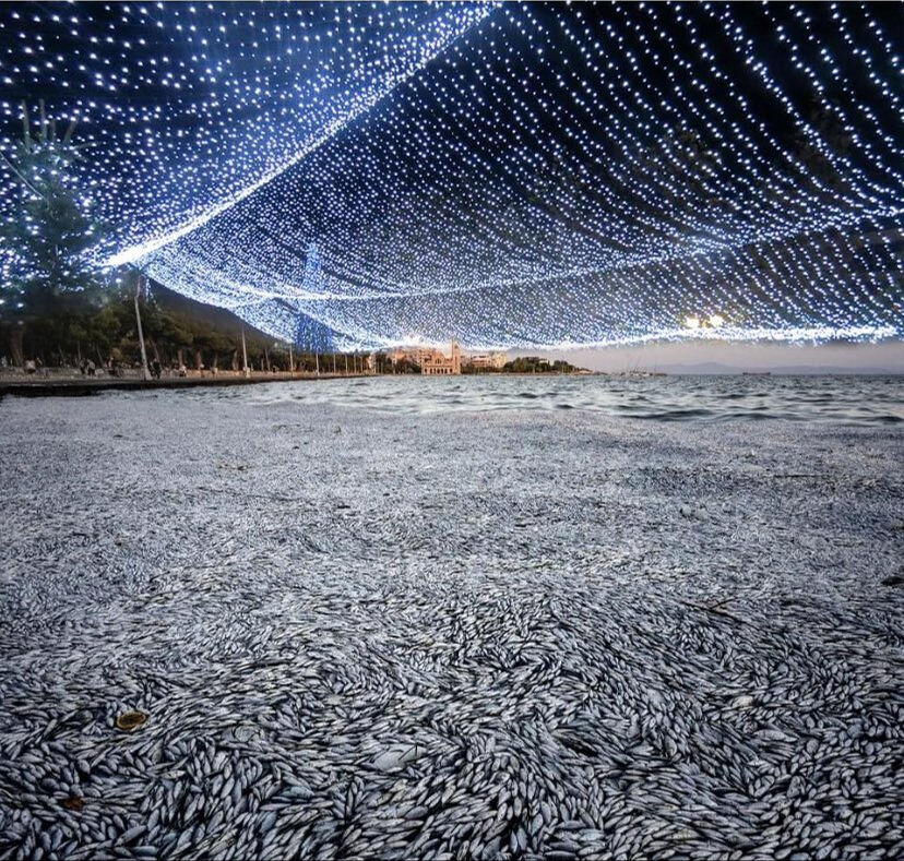 Volos sahilinde ölü balıklar deniz yüzeyini kapladı! Yunanistan harekete geçti - 1. Resim