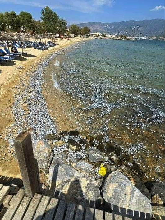 Volos sahilinde ölü balıklar deniz yüzeyini kapladı! Yunanistan harekete geçti - 2. Resim