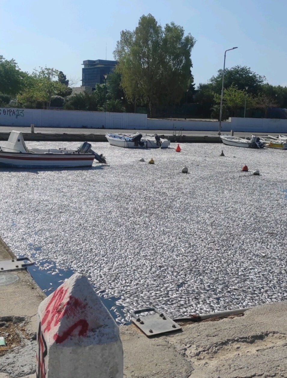 Volos sahilinde ölü balıklar deniz yüzeyini kapladı! Yunanistan harekete geçti - 3. Resim