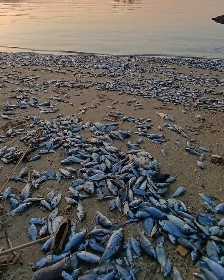 Volos sahilinde ölü balıklar deniz yüzeyini kapladı! Yunanistan harekete geçti - 4. Resim