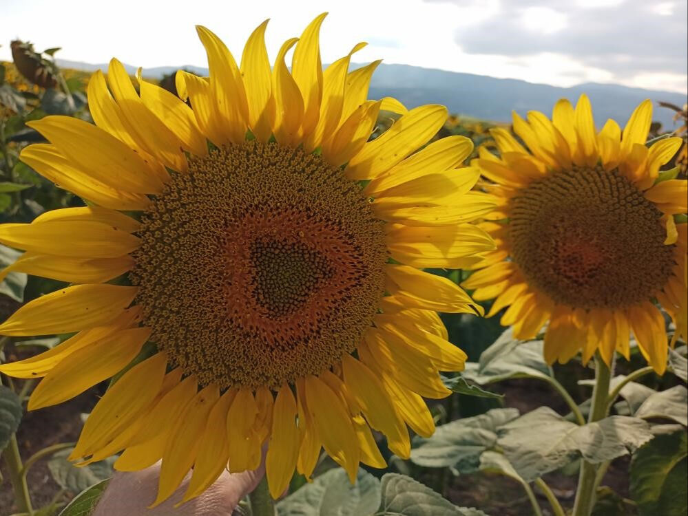 Yağlık ayçiçeği alım fiyatı açıklandı - 1. Resim