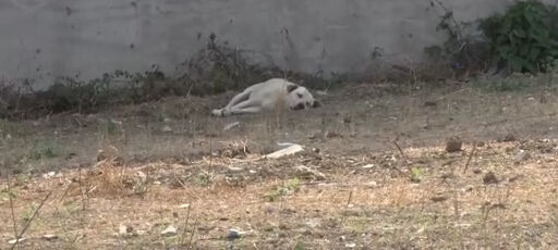 Futbolcu olmanın hayalini kuran Deniz Ilgar Bal, başıboş köpeklerin saldırısında ayağını kırdı Futbolcu olmanın hayalini kuran Deniz Ilgar Bal, başıboş köpeklerin saldırısında ayağını kırdı - 1. Resim