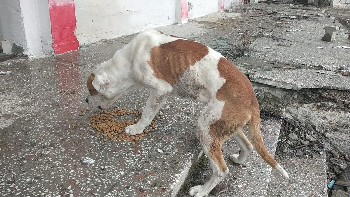 Hayvan sevgisi adında büyük vurgun! 30 milyon TL'lik bağış buhar olmuş - 2. Resim