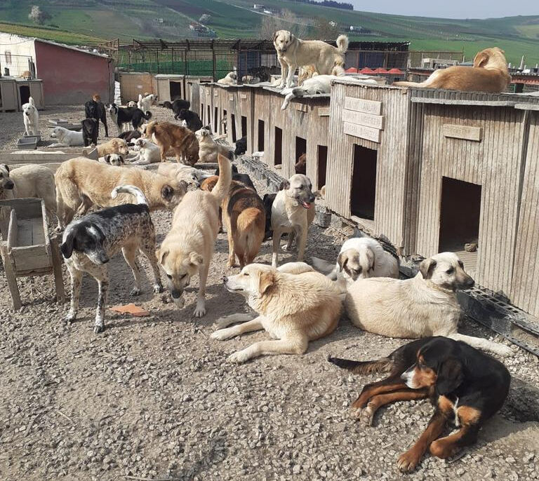 Hayvan sevgisi adında büyük vurgun! 30 milyon TL'lik bağış buhar olmuş - 1. Resim