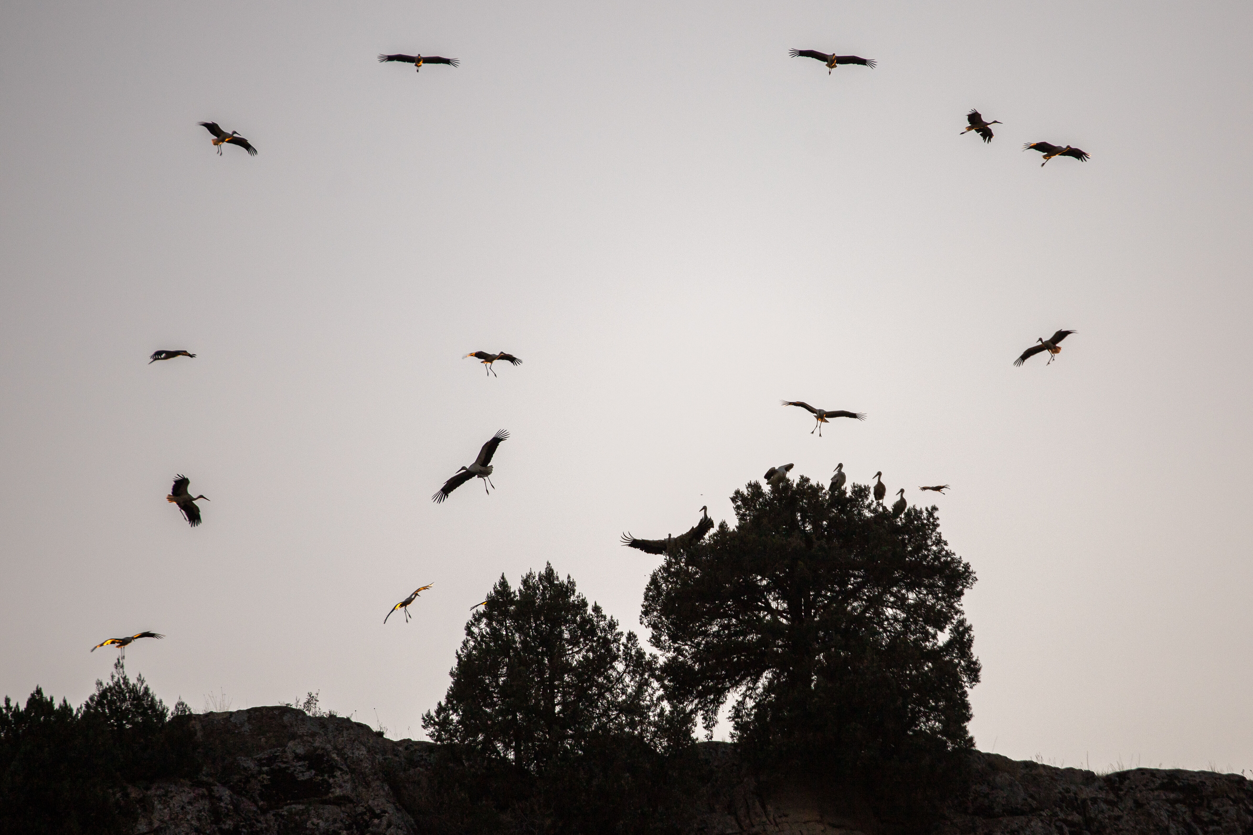 Leyleklerin göç yolculuğunda Konya molası! Harekete geçen sürünün görüntüleri hayran bıraktı Leyleklerin göç yolculuğunda Konya molası! Harekete geçen sürüden görüntüler hayran bıraktı - 2. Resim