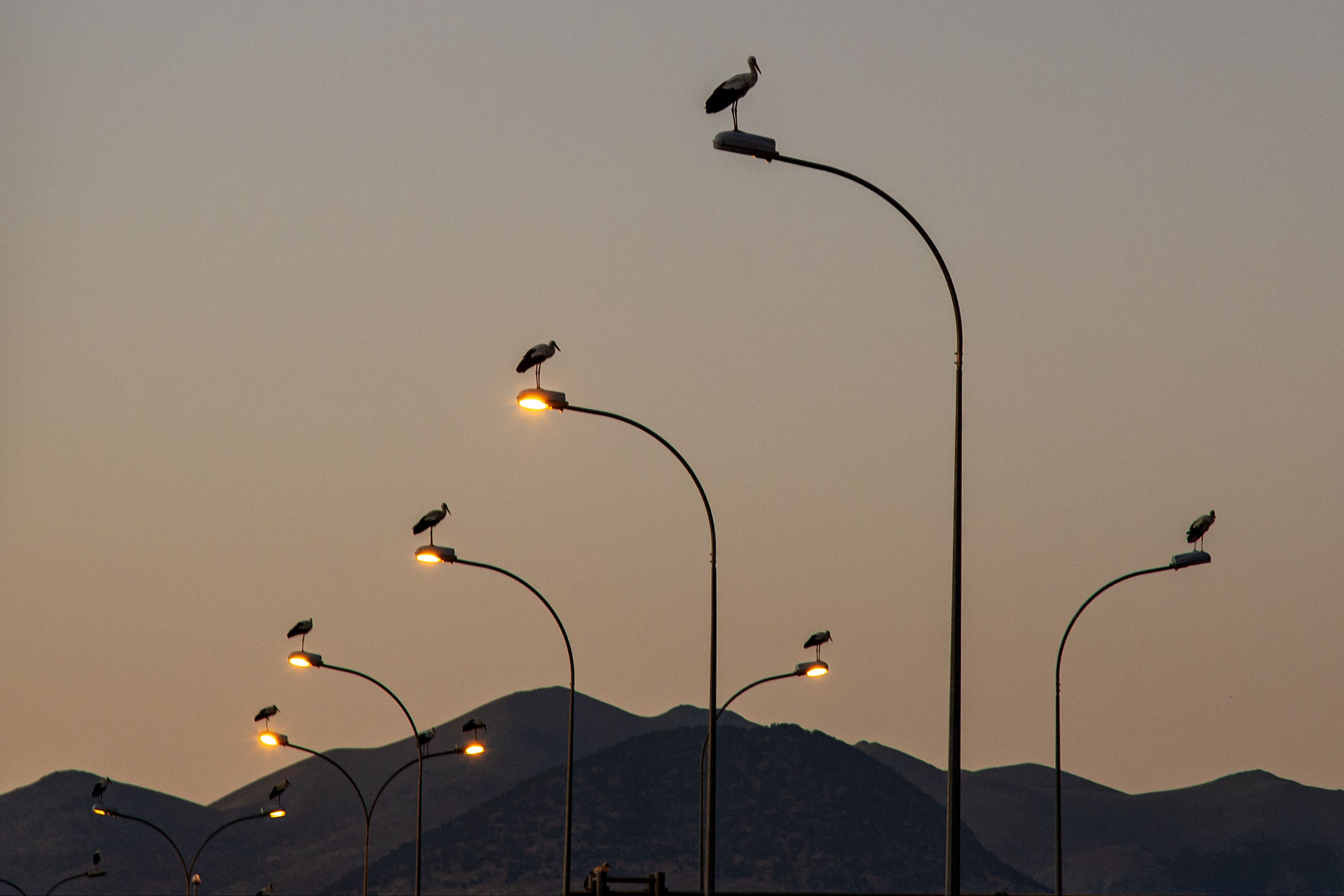 Leyleklerin göç yolculuğunda Konya molası! Harekete geçen sürünün görüntüleri hayran bıraktı Leyleklerin göç yolculuğunda Konya molası! Harekete geçen sürünün görüntüleri hayran bıraktı - 4. Resim