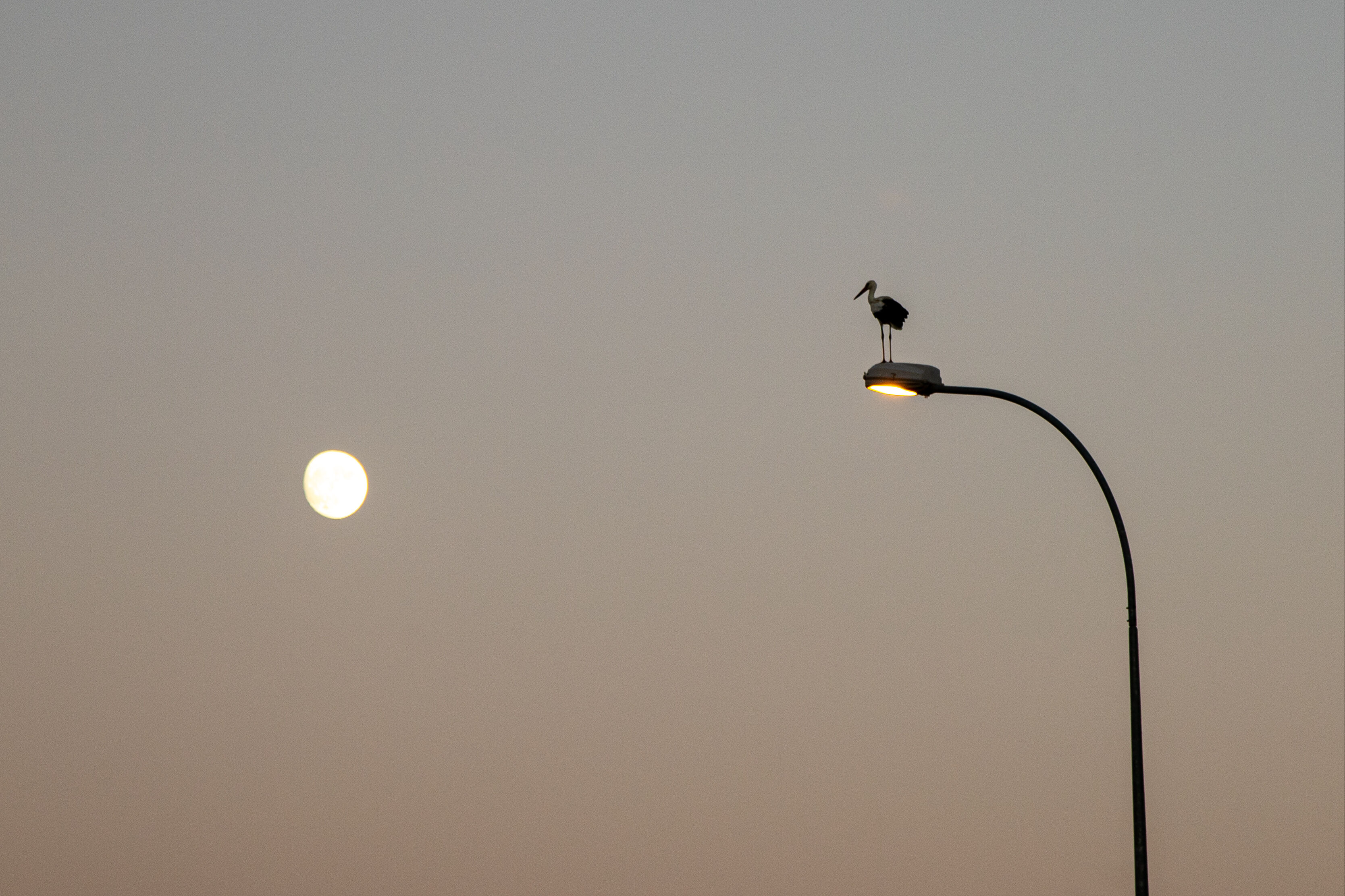 Leyleklerin göç yolculuğunda Konya molası! Harekete geçen sürünün görüntüleri hayran bıraktı Leyleklerin göç yolculuğunda Konya molası! Harekete geçen sürünün görüntüleri hayran bıraktı - 3. Resim