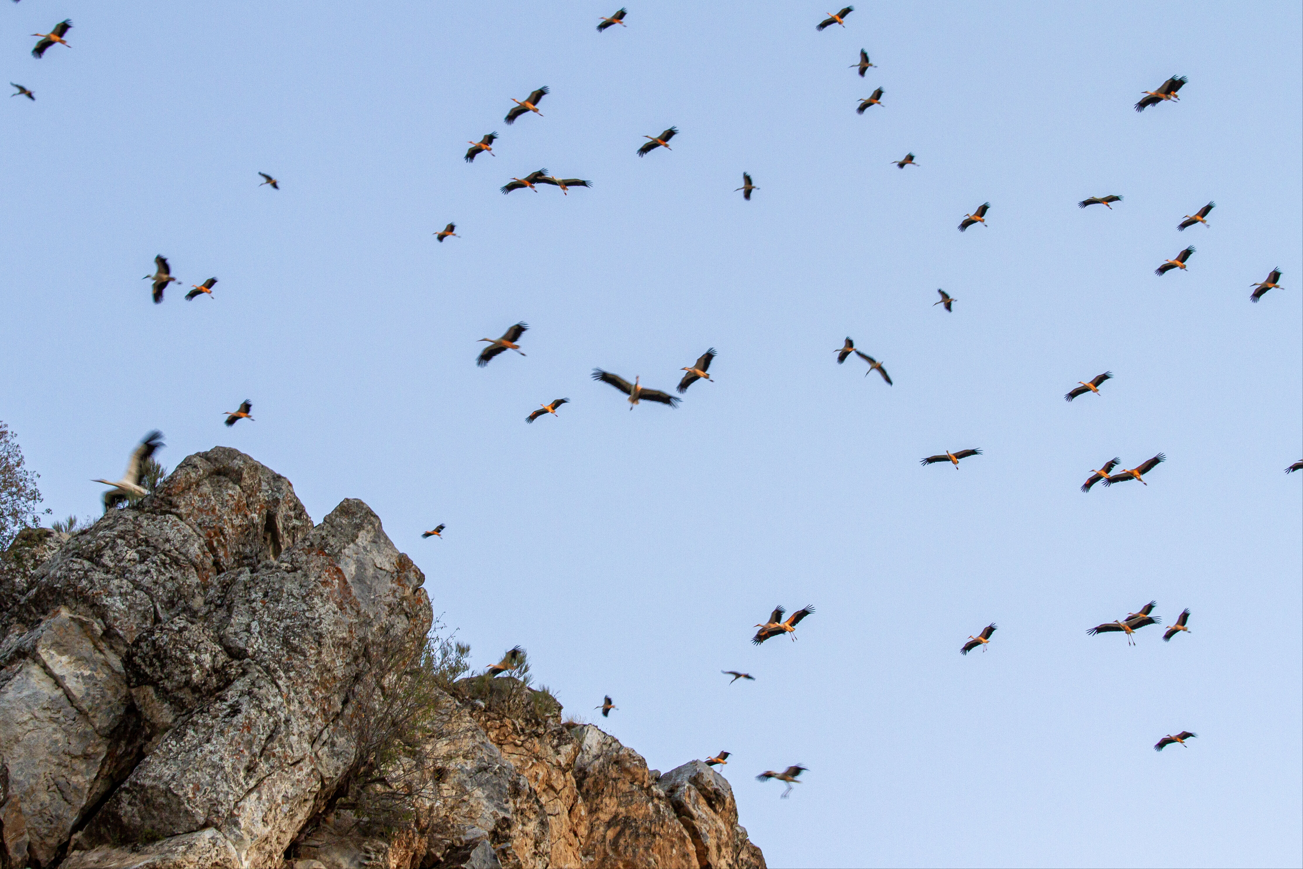 Leyleklerin göç yolculuğunda Konya molası! Harekete geçen sürünün görüntüleri hayran bıraktı Leyleklerin göç yolculuğunda Konya molası! Harekete geçen sürünün görüntüleri hayran bıraktı - 6. Resim