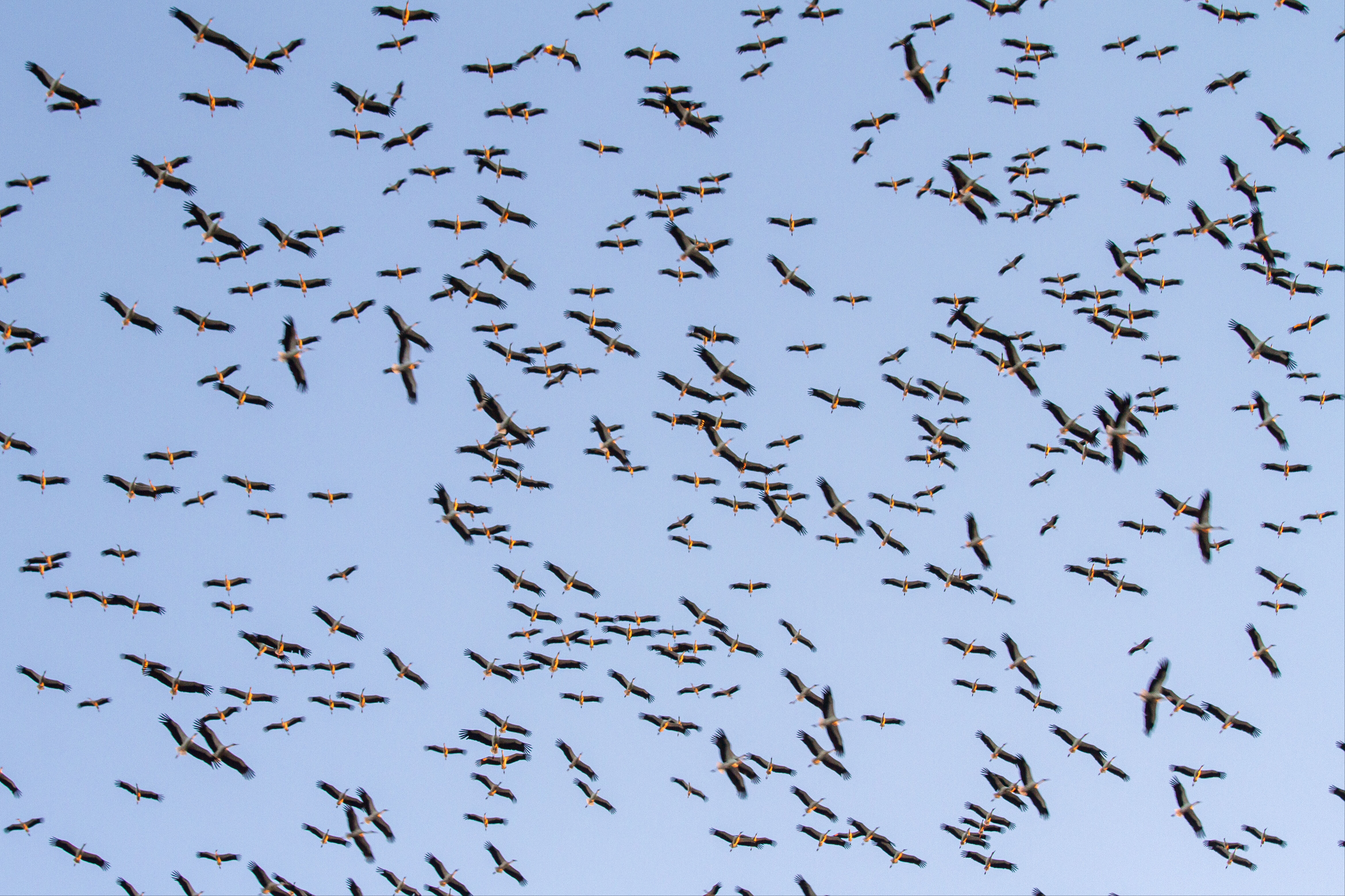 Leyleklerin göç yolculuğunda Konya molası! Harekete geçen sürünün görüntüleri hayran bıraktı Leyleklerin göç yolculuğunda Konya molası! Harekete geçen sürünün görüntüleri hayran bıraktı - 7. Resim
