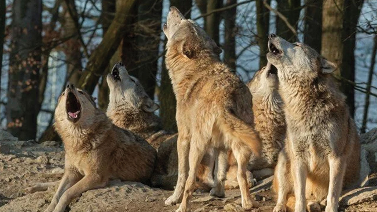 Kurt sürüsü 9 kişiyi öldürdü Kurt sürüsü 9 kişiyi öldürdü - 1. Resim