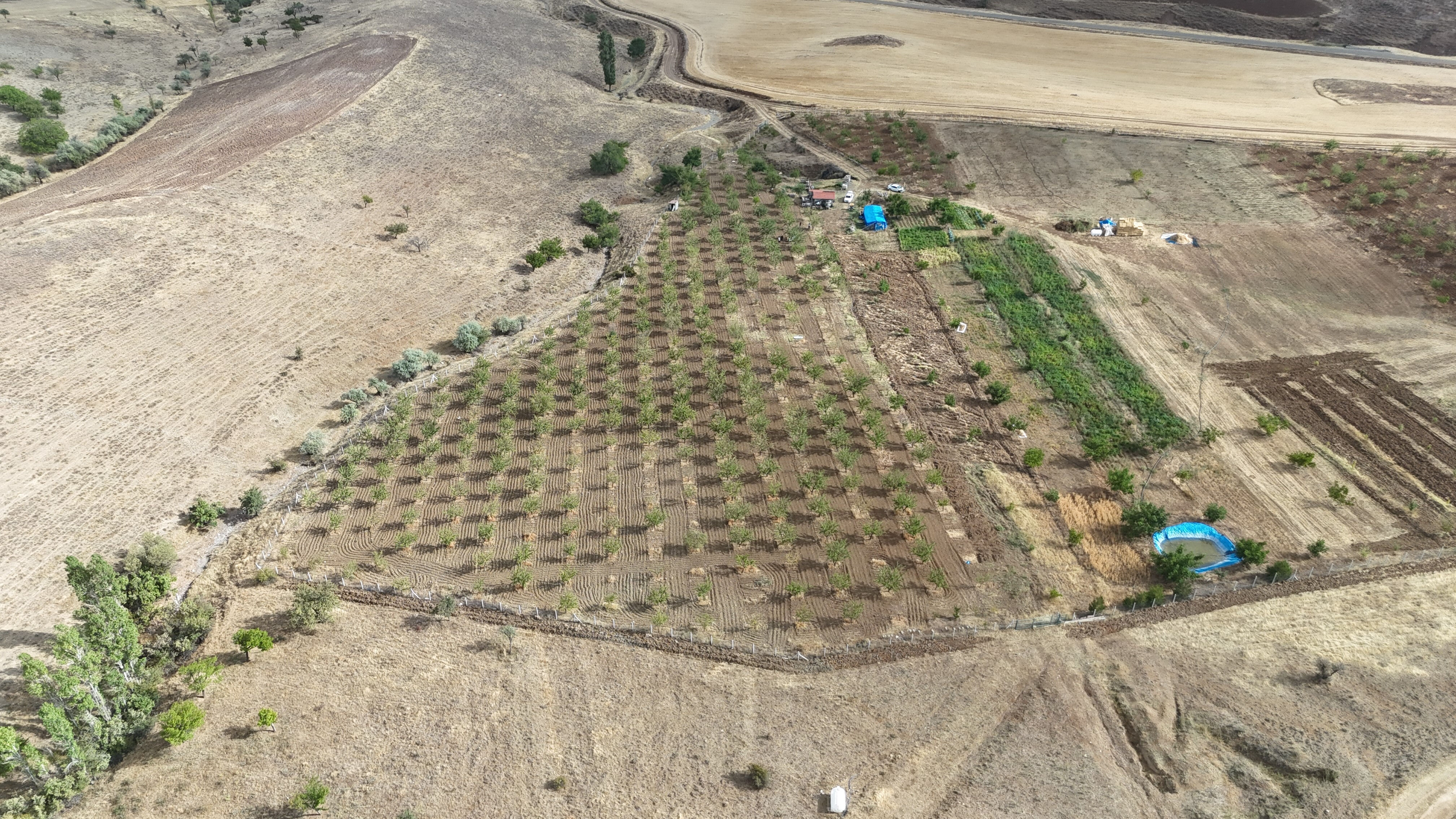 "Sivas'ta yetişmez" diyenlere aldırmadı, yapılmayanı yaptı! 10 ton verim alacak - 1. Resim