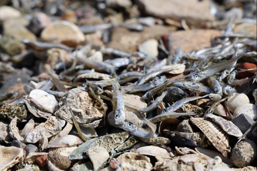 Bilim insanından kritik körfez uyarısı: İnsana geçebilir - 1. Resim