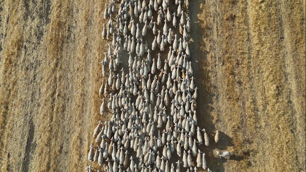 Çoban krizi arşa çıktı! Sivas'ta Türk çoban bulunamıyor - 2. Resim