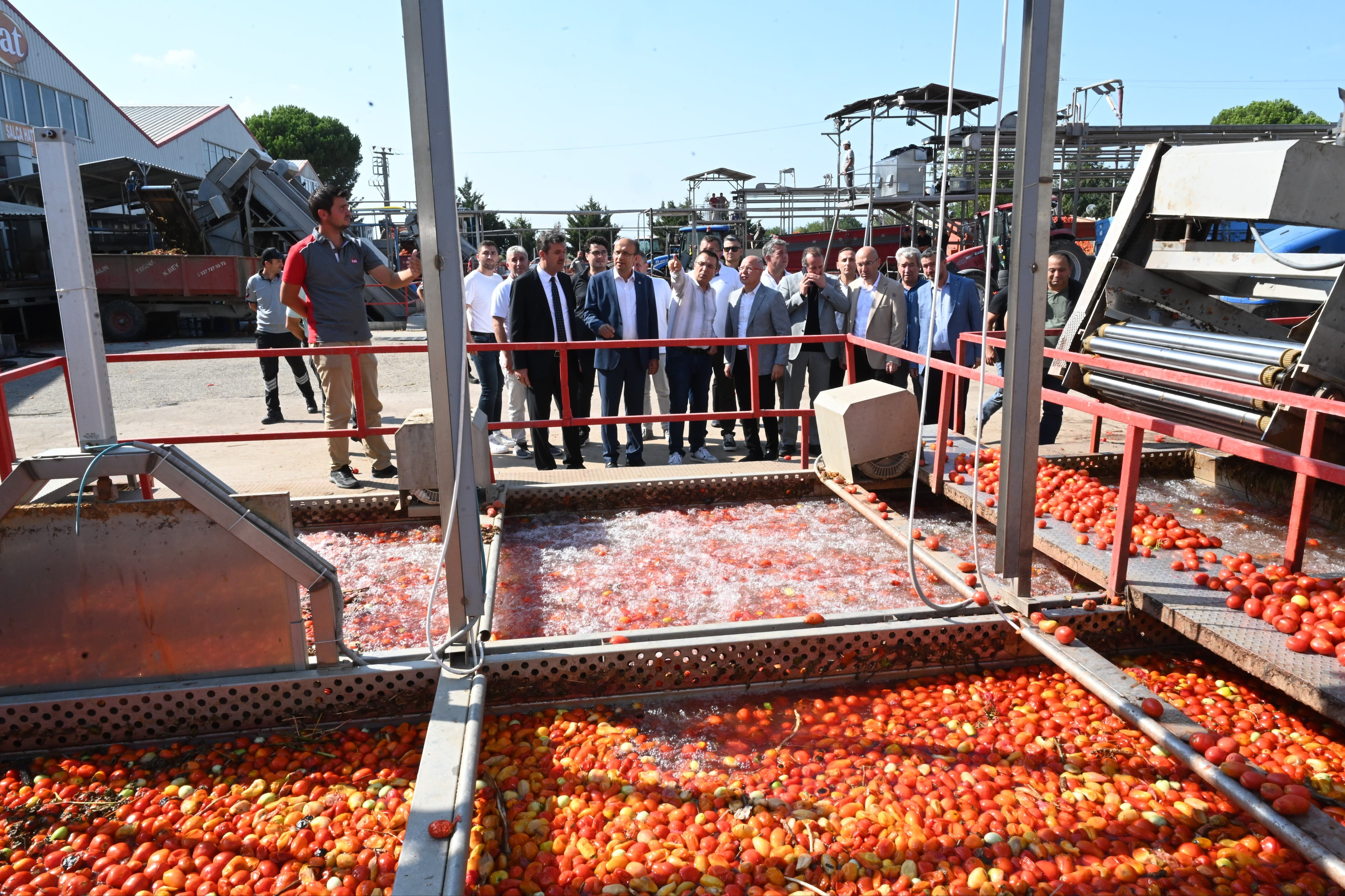 Domates tarlada kalmayacak! Bakanlık'tan çiftçiyi sevindirecek adım - 2. Resim