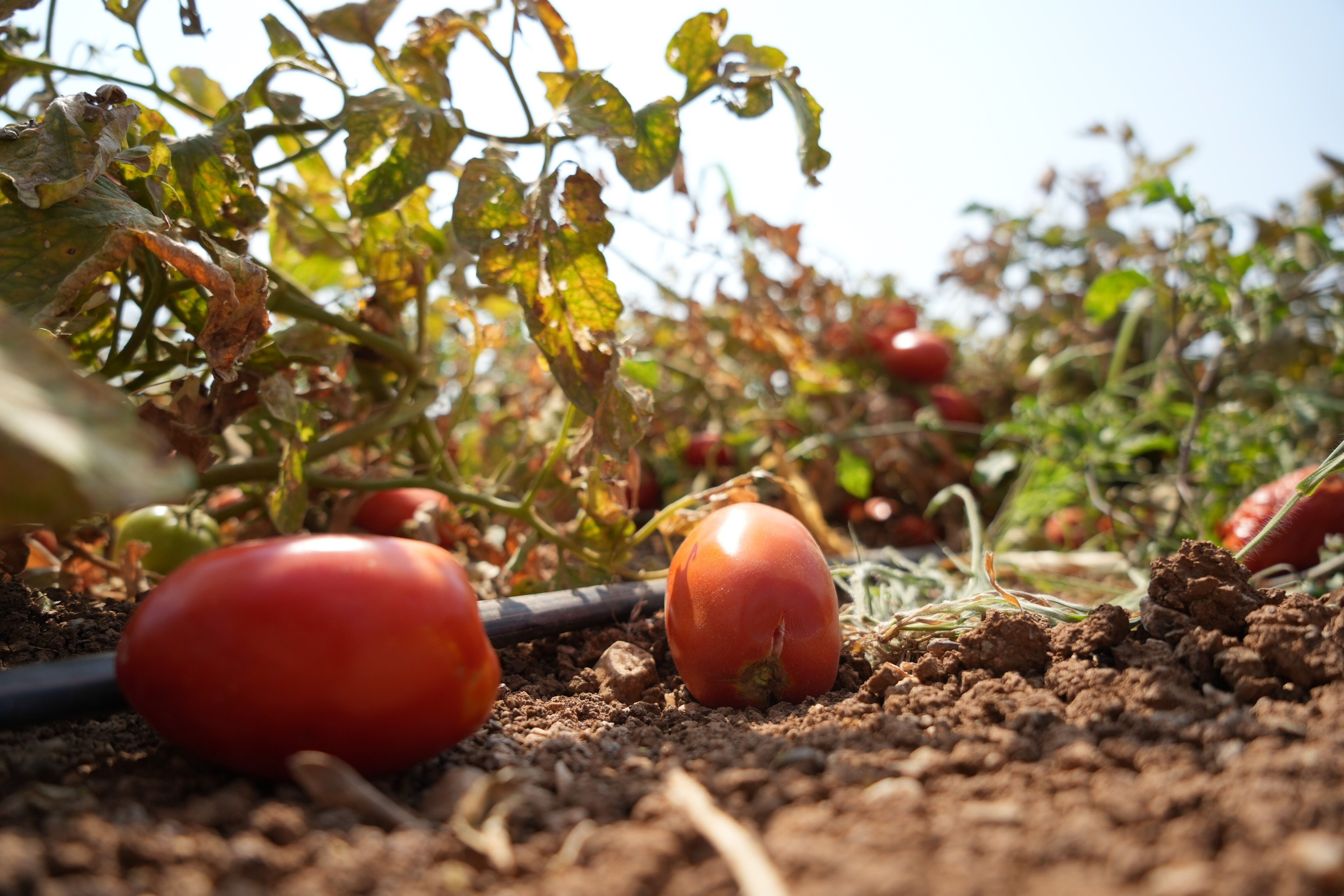 Domates tarlada kalmayacak! Bakanlık'tan çiftçiyi sevindirecek adım - 5. Resim