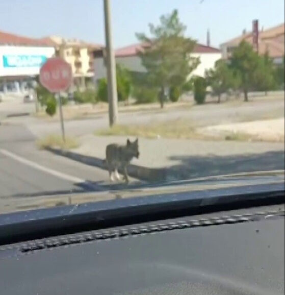 Yer: Türkiye! Aç kalan kurt şehir merkezine indi Yer: Türkiye! Aç kalan kurt şehir merkezine indi - 1. Resim