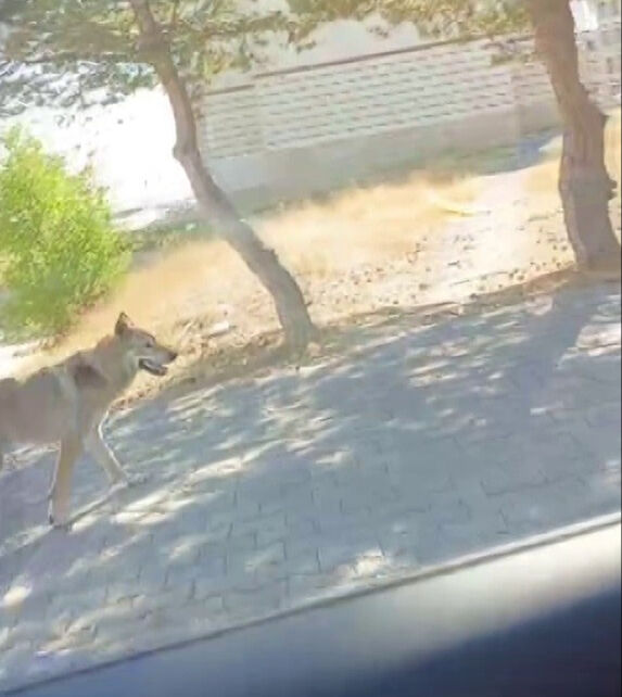 Yer: Türkiye! Aç kalan kurt şehir merkezine indi Yer: Türkiye! Aç kalan kurt şehir merkezine indi - 2. Resim