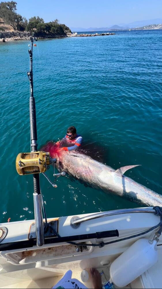 Bodrum'da 316 kiloluk dev orkinos yakalandı - 1. Resim