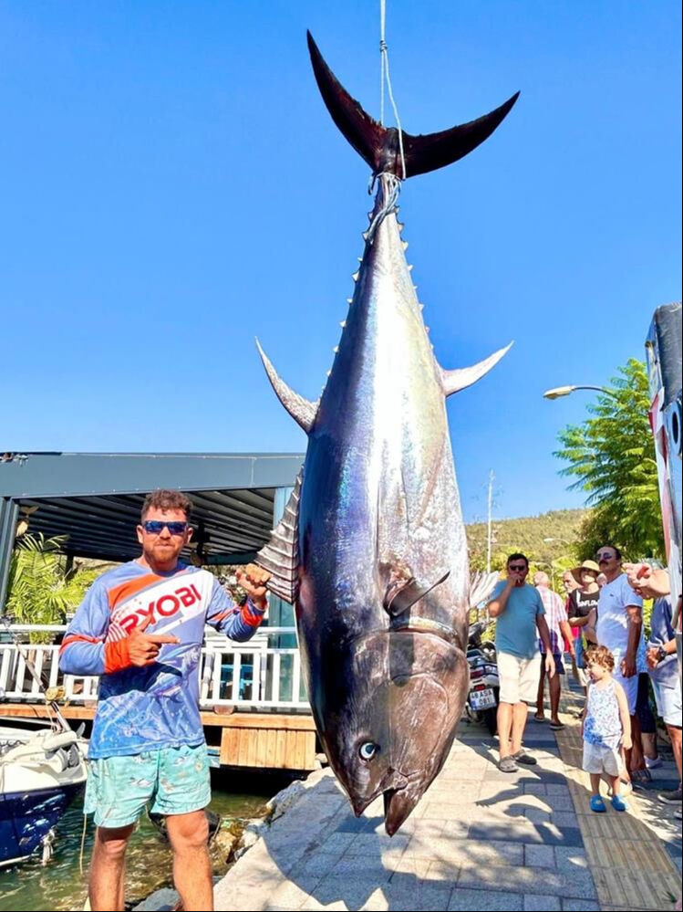 Bodrum'da 316 kiloluk dev orkinos yakalandı - 2. Resim