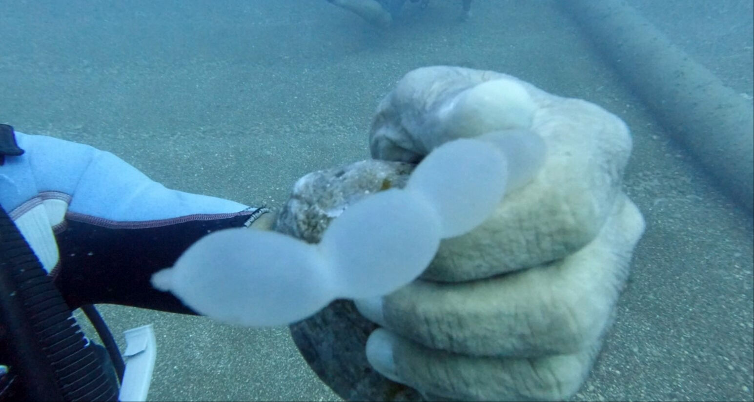 Akdeniz'de trol teknelerinin ağları kalamarı vurdu: Yumurtaları inceleyen dalgıç balıkla böyle selamlaştı Akdeniz'de trol teknelerinin ağları kalamarı vurdu: Yumurtaları inceleyen dalgıç balıkla böyle selamlaştı - 2. Resim