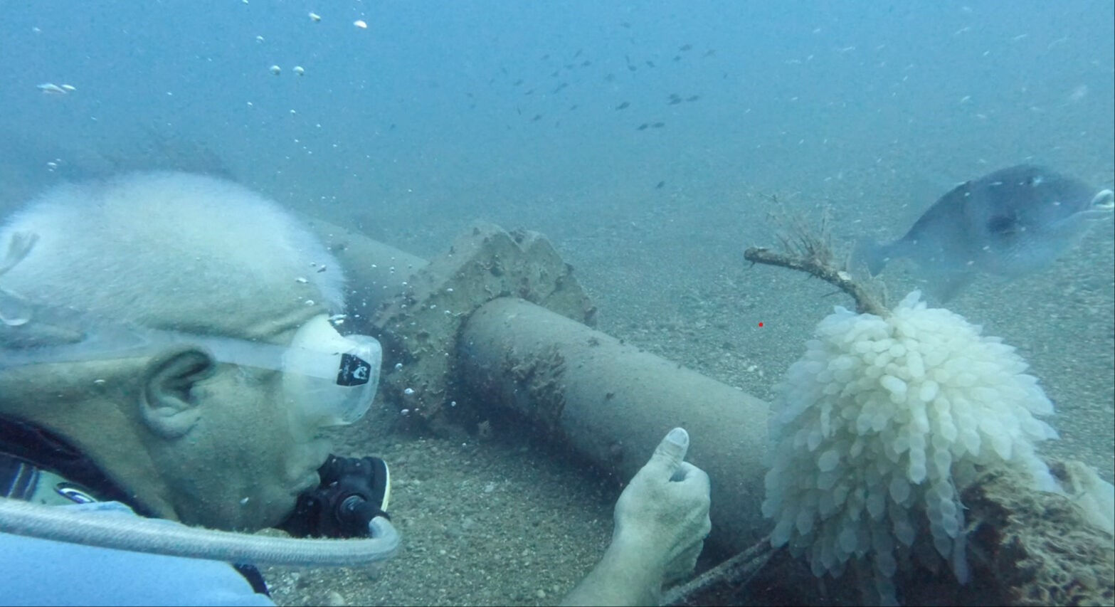 Akdeniz'de trol teknelerinin ağları kalamarı vurdu: Yumurtaları inceleyen dalgıç balıkla böyle selamlaştı Akdeniz'de trol teknelerinin ağları kalamarı vurdu: Yumurtaları inceleyen dalgıç balıkla böyle selamlaştı - 3. Resim