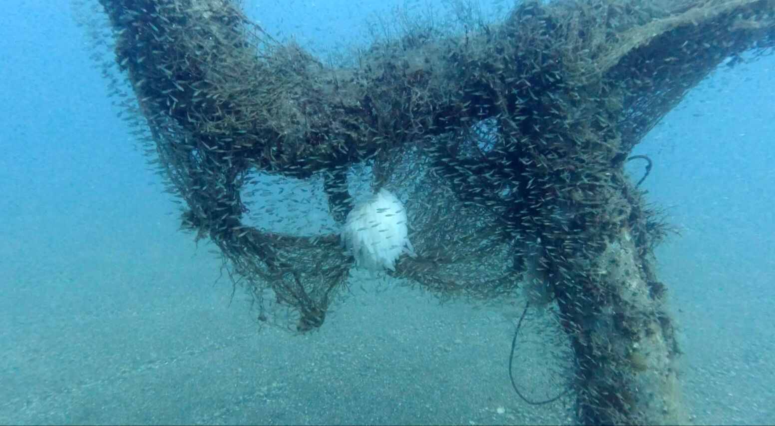 Akdeniz'de trol teknelerinin ağları kalamarı vurdu: Yumurtaları inceleyen dalgıç balıkla böyle selamlaştı Akdeniz'de trol teknelerinin ağları kalamarı vurdu: Yumurtaları inceleyen dalgıç balıkla böyle selamlaştı - 1. Resim