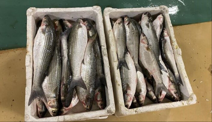 Av yasağı sona erdi! Sezonun ilk balıkları İstanbul’da avlandı - 2. Resim