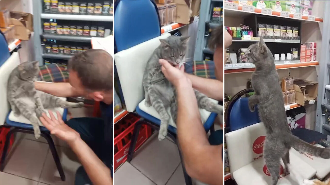 Ayıyı hatırlattı! Rize'de balı fazla kaçıran kedi kendinden geçti - 1. Resim