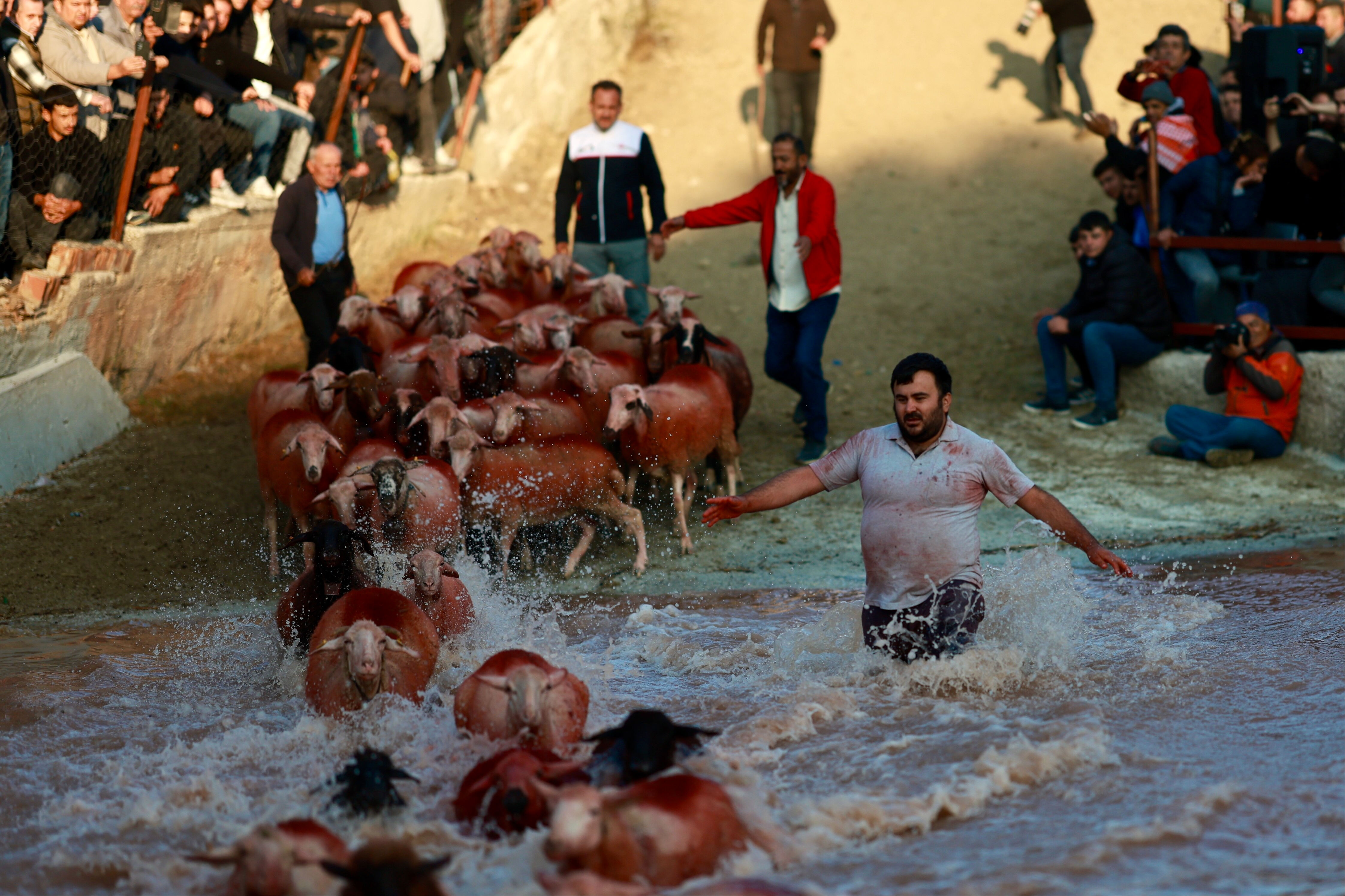 Burdur'da 757 yıllık gelenek devam etti: Kök boyalı koyunlar çobanların arkasından suya atladı - 5. Resim