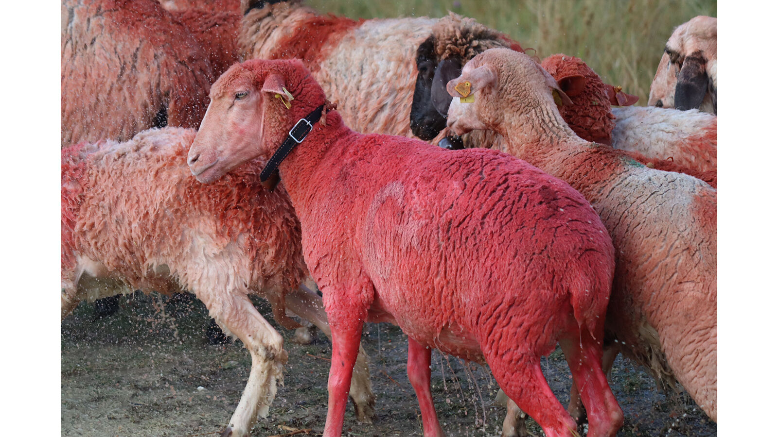 Burdur'da 757 yıllık gelenek devam etti: Kök boyalı koyunlar çobanların arkasından suya atladı - 3. Resim