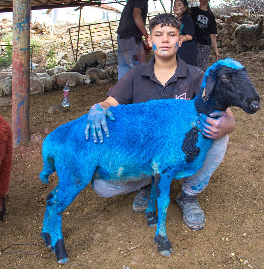 Burdur'da 757 yıllık gelenek devam etti: Kök boyalı koyunlar çobanların arkasından suya atladı - 1. Resim