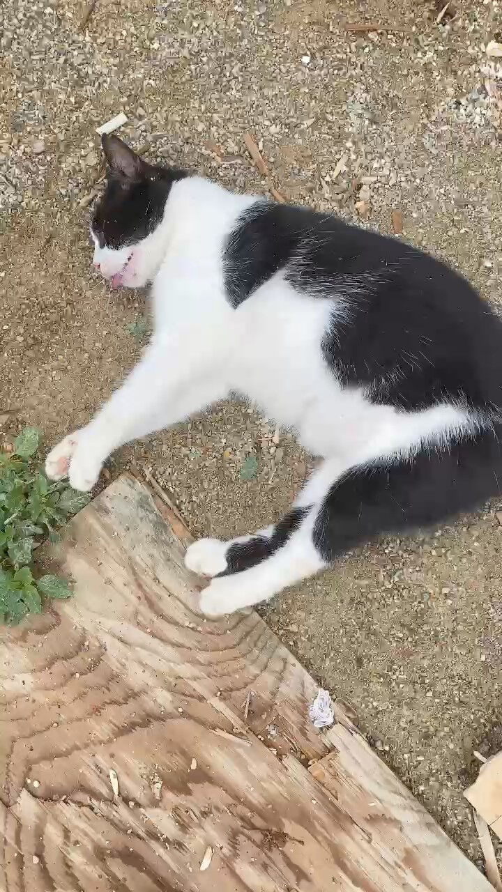 Kadıköy'de organize hayvan katliamı! Kedi ve köpekleri zehirlediler Kadıköy'de organize hayvan katliamı! Kedi ve köpekleri zehirlediler - 2. Resim