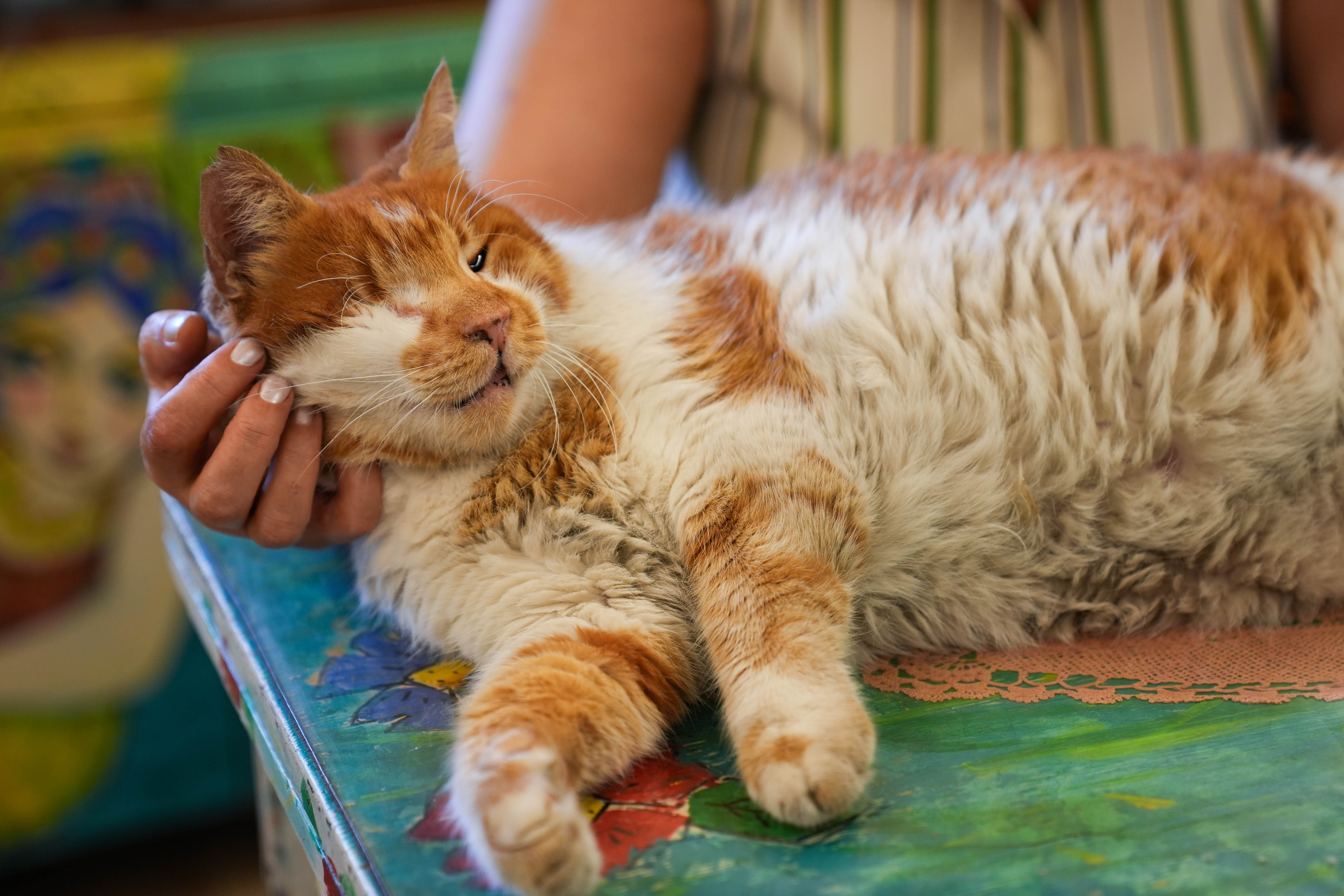 Kızlarağası'nın Garfield'a benzeyen kedisi Tarçın, 17 yıldır tarihi hanı mesken tutuyor - 3. Resim