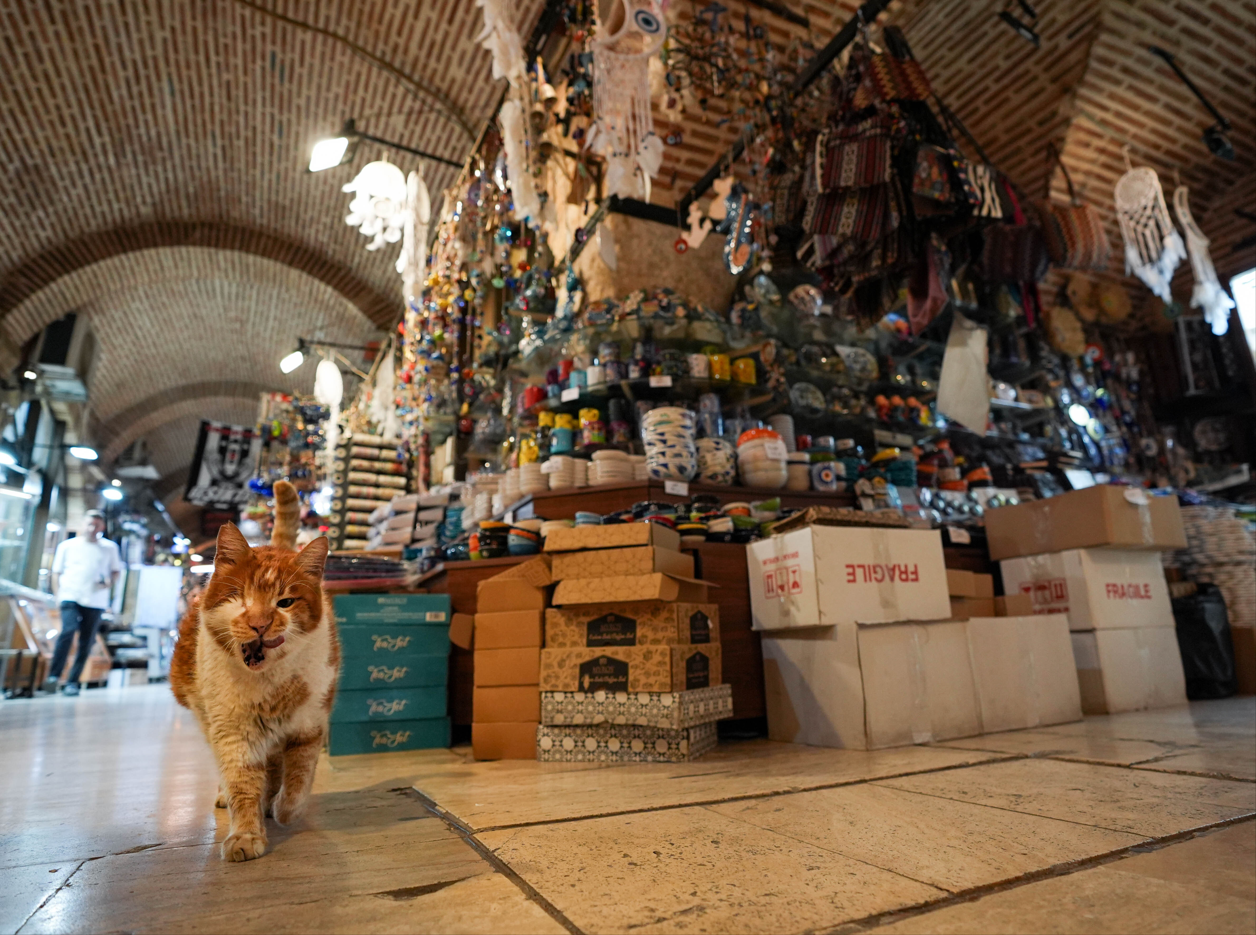 Kızlarağası'nın Garfield'a benzeyen kedisi Tarçın, 17 yıldır tarihi hanı mesken tutuyor - 4. Resim