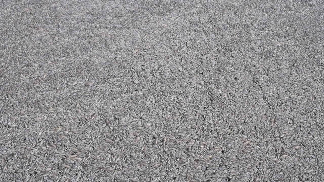 Kötü koku ünlü tatil bölgesine yayıldı! Yunanistan'ın 'ölü balık' kâbusu sürüyor - 1. Resim